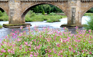 A photograph of a riverbank with himalayan balsam